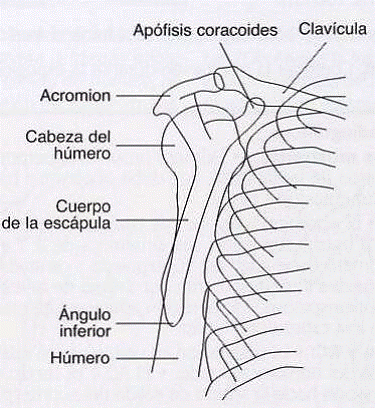 Lateral Scapula Evaluation